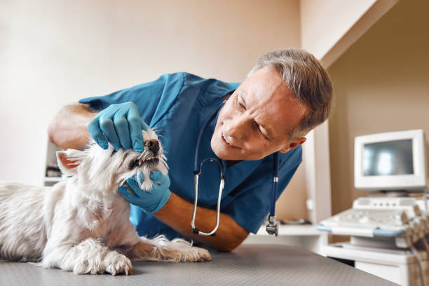 Best Emergency Dentist for Special Needs Patients in Wareham Center, MA